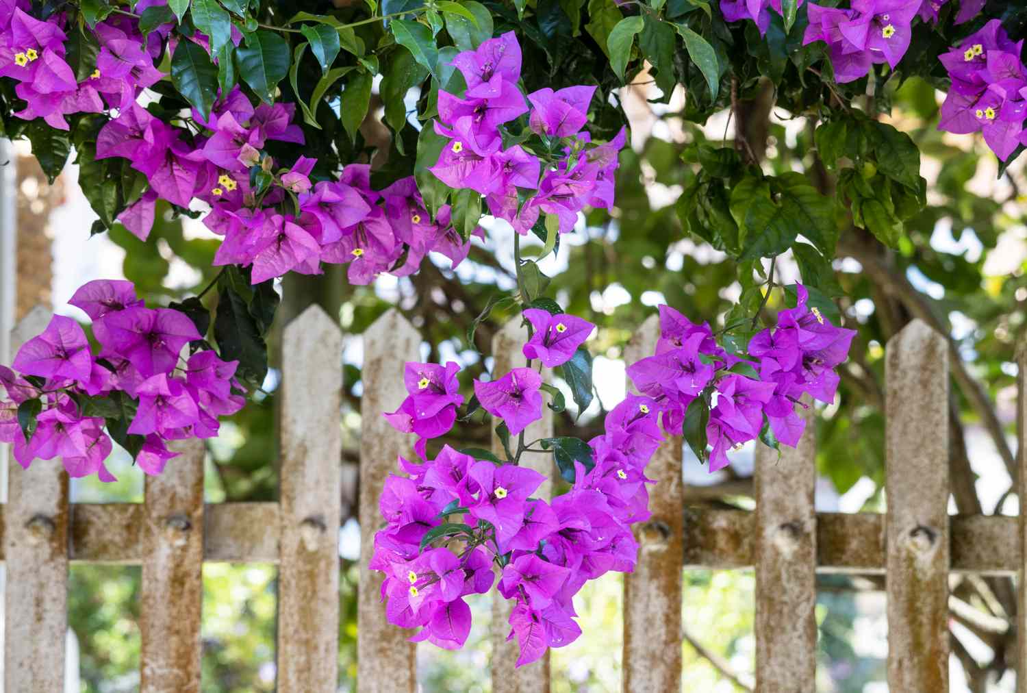7 Fast-Growing Climbing Plants for a Fuller Fence