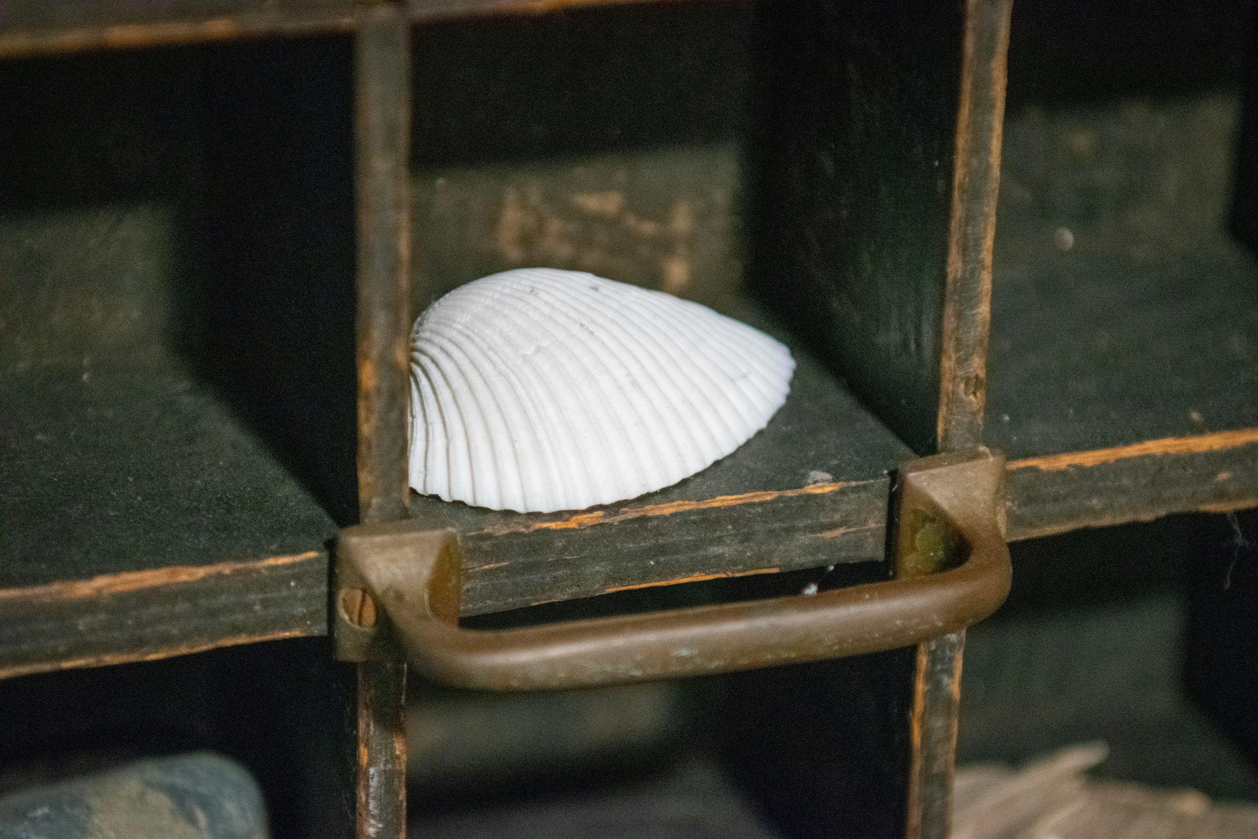 A close-up image accentuates a delicate clamshell carefully positioned inside a shadow box. An accompanying bronze or copper handle and the backdrop of old wood infuse the display with a sense of time