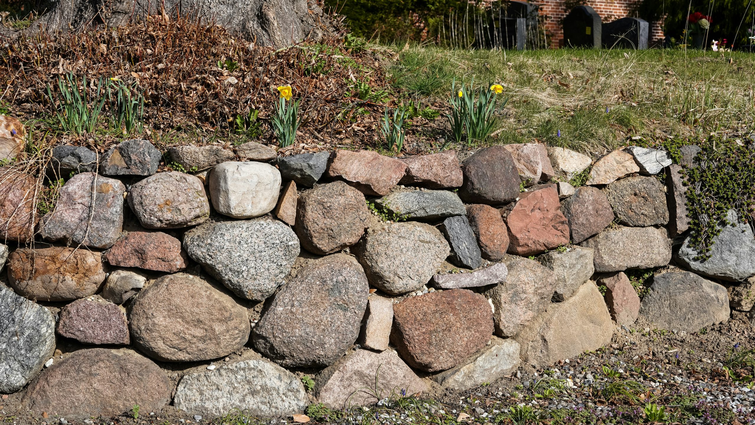 A rustic stone wall with yellow daffodils and dry grass.