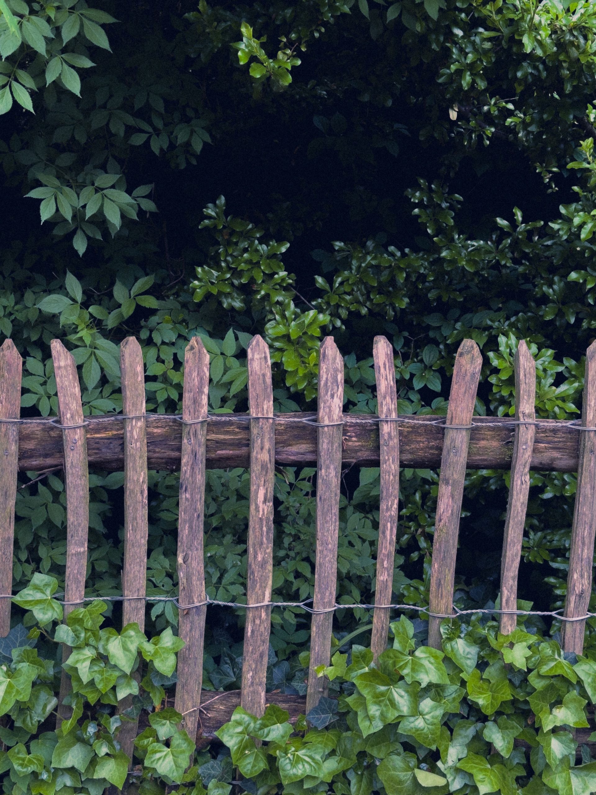 A rustic wooden fence surrounded by vibrant green ivy and dense foliage, perfect for nature themes.