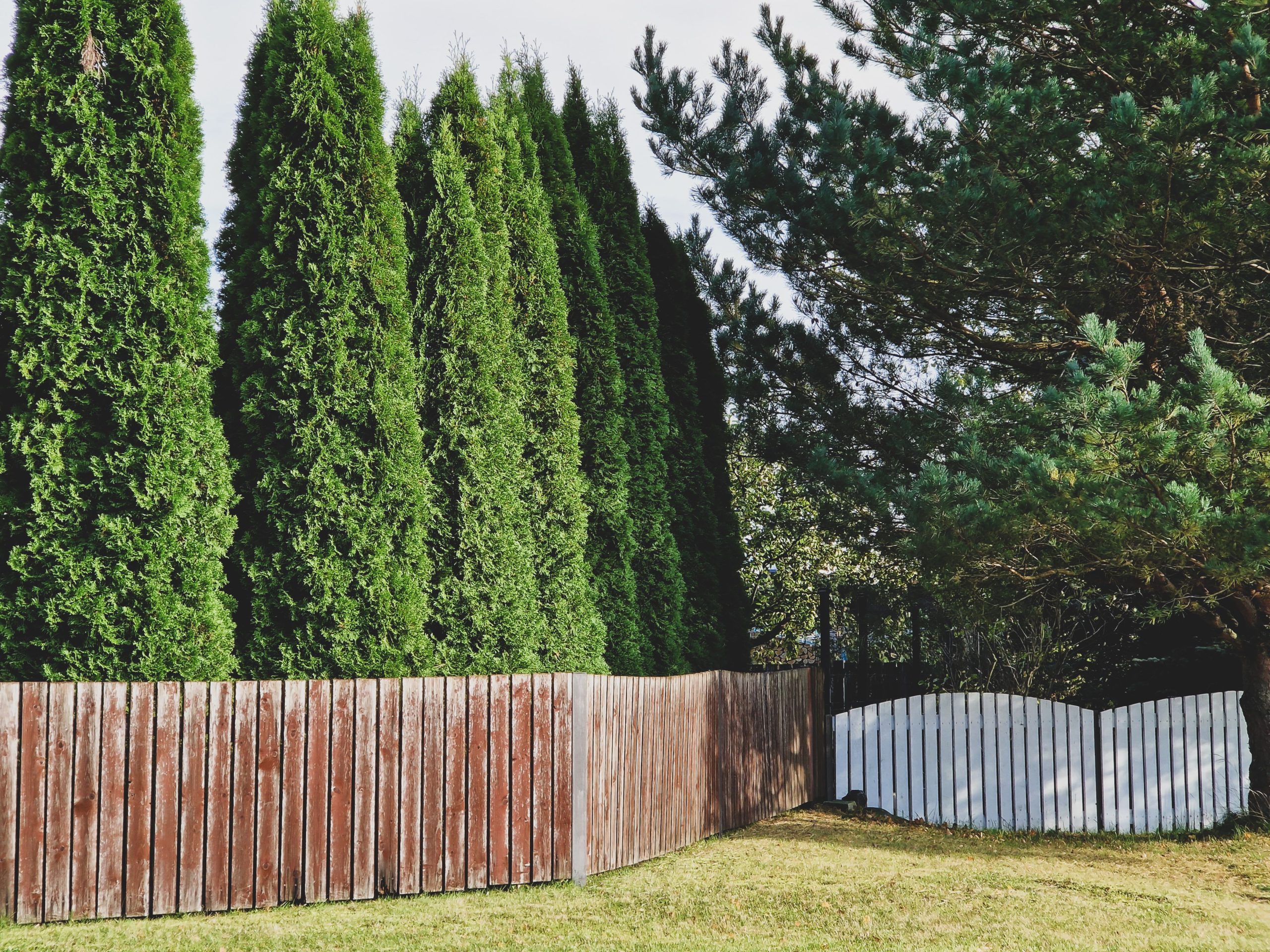 A serene view of a row of thuja trees behind a weathered wooden fence in a rural setting.