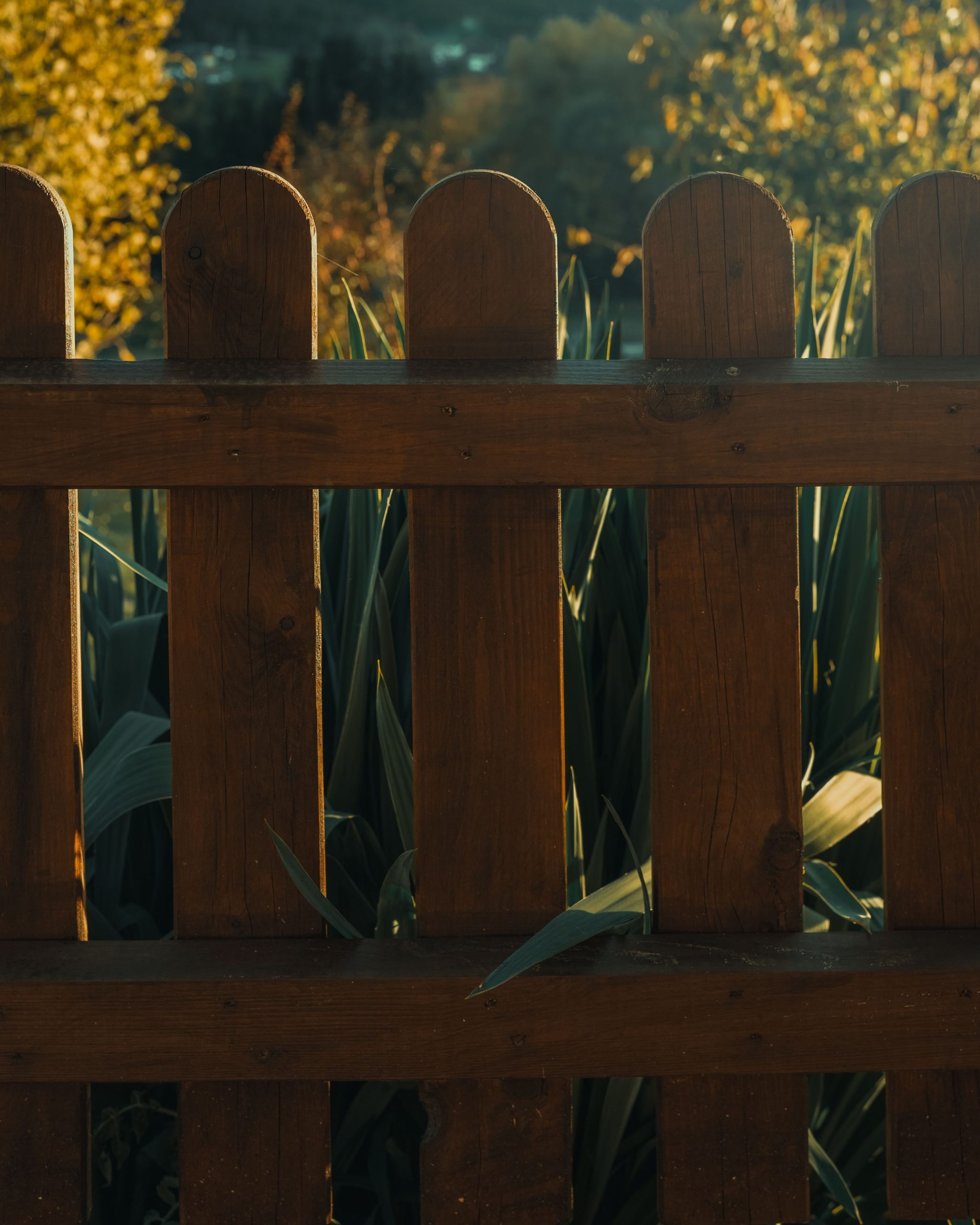 A sunlit wooden fence with lush greenery in a garden setting, evoking a warm, natural ambiance.