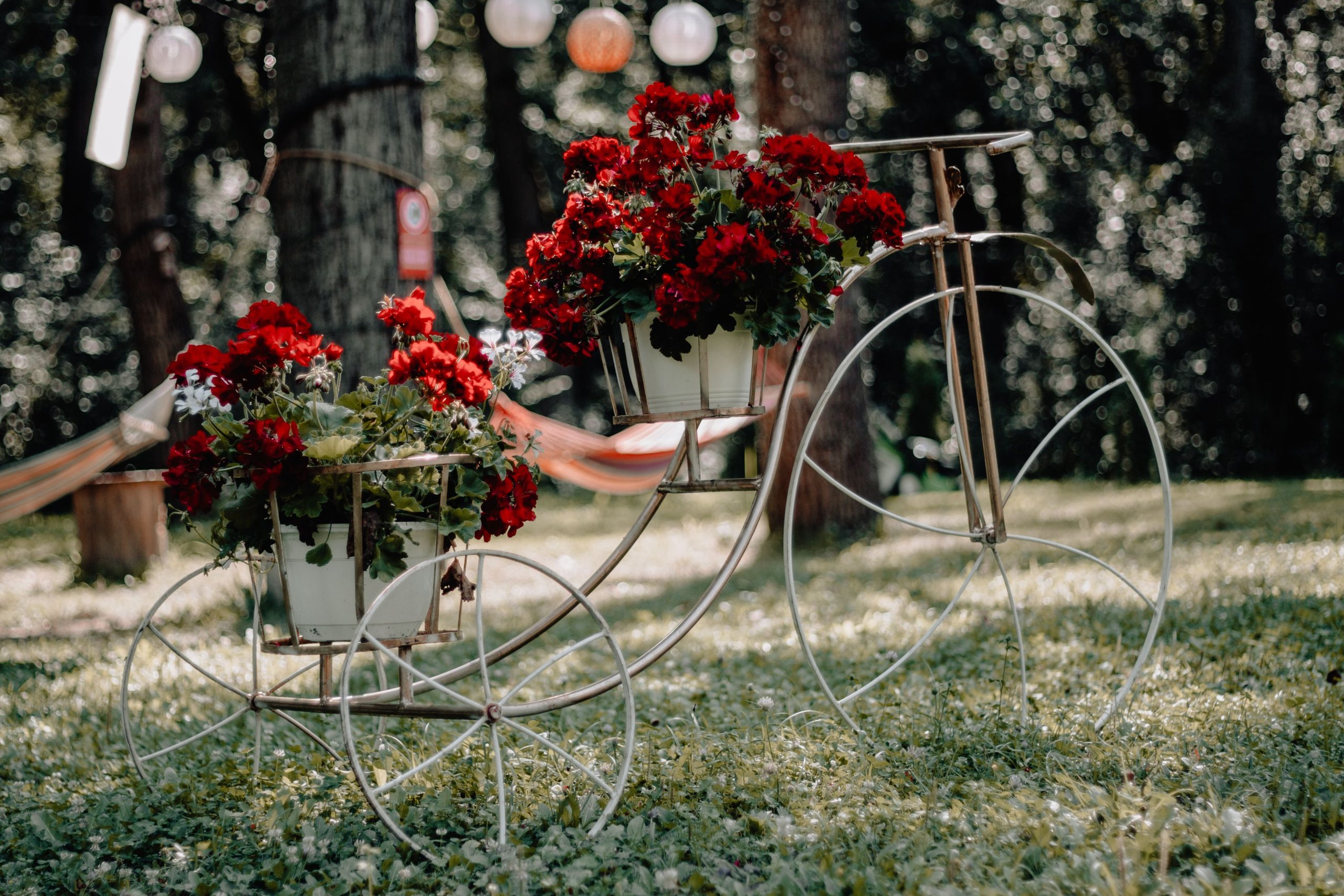Charming scene of a vintage bicycle planter with vibrant red flowers in a sunny garden setting.