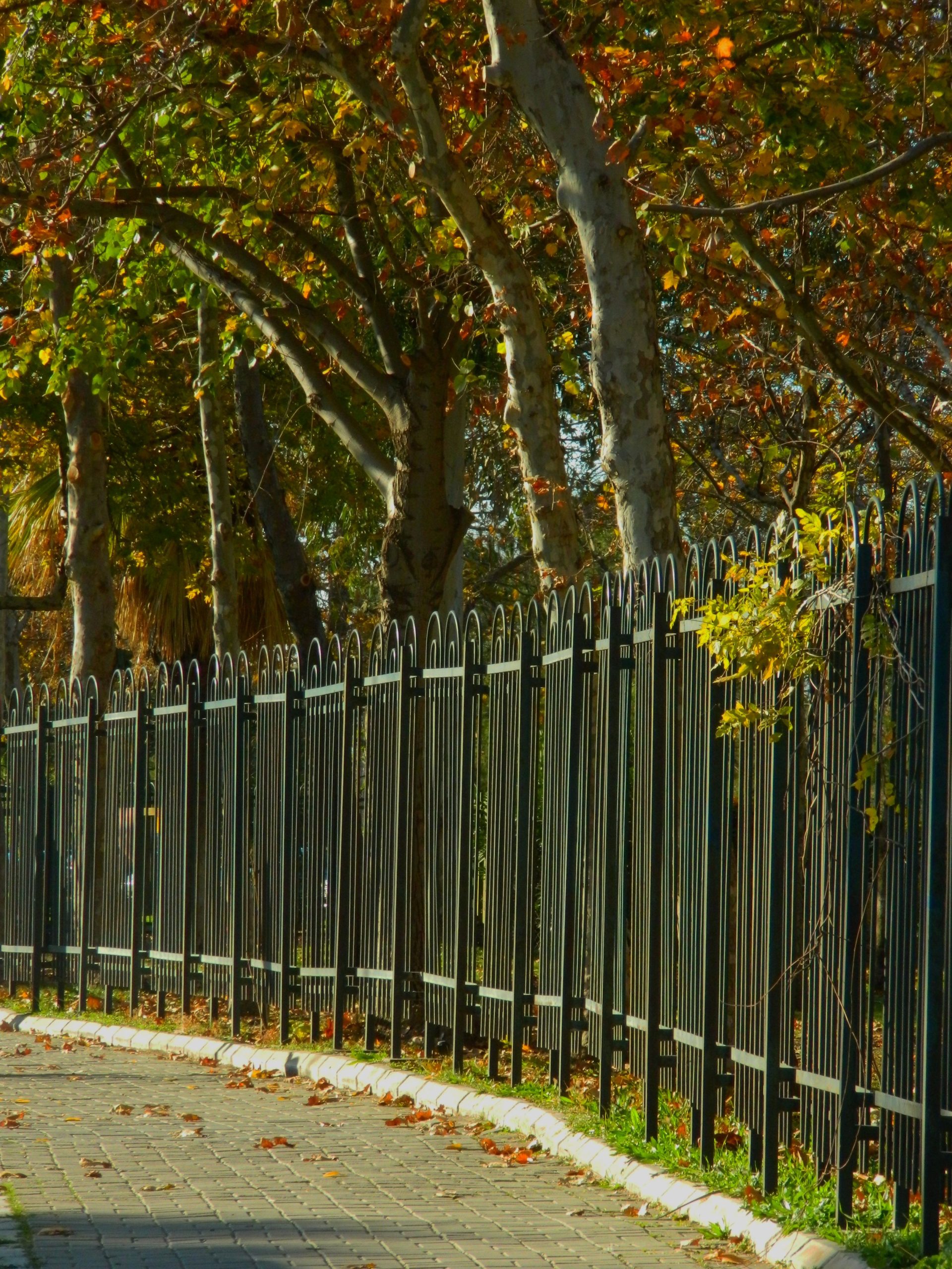 Curved iron fence beside a sidewalk with autumn trees and fallen leaves, daytime scene.