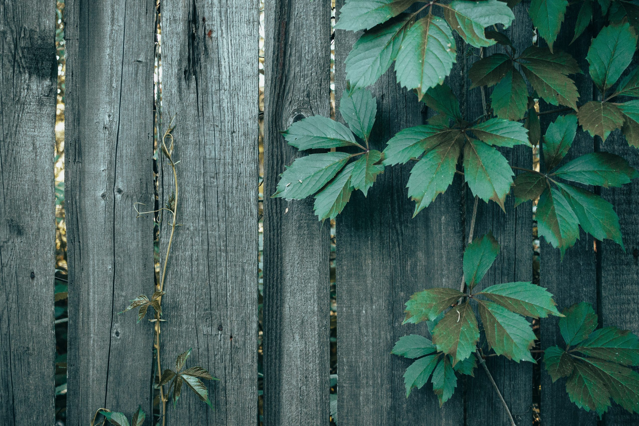 Detailed view of lush green leaves growing on an aged wooden fence.