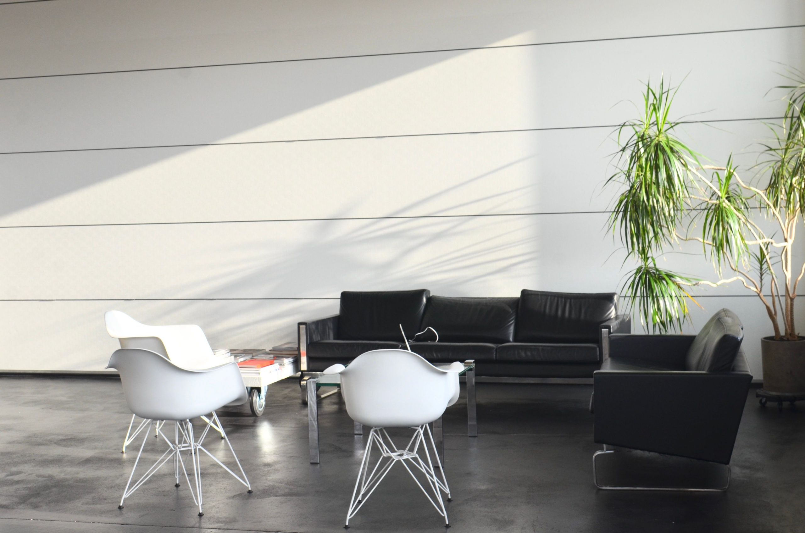 Modern spacious lounge room with black couch side table and armchairs placed near flowerpot with green plant against white wall
