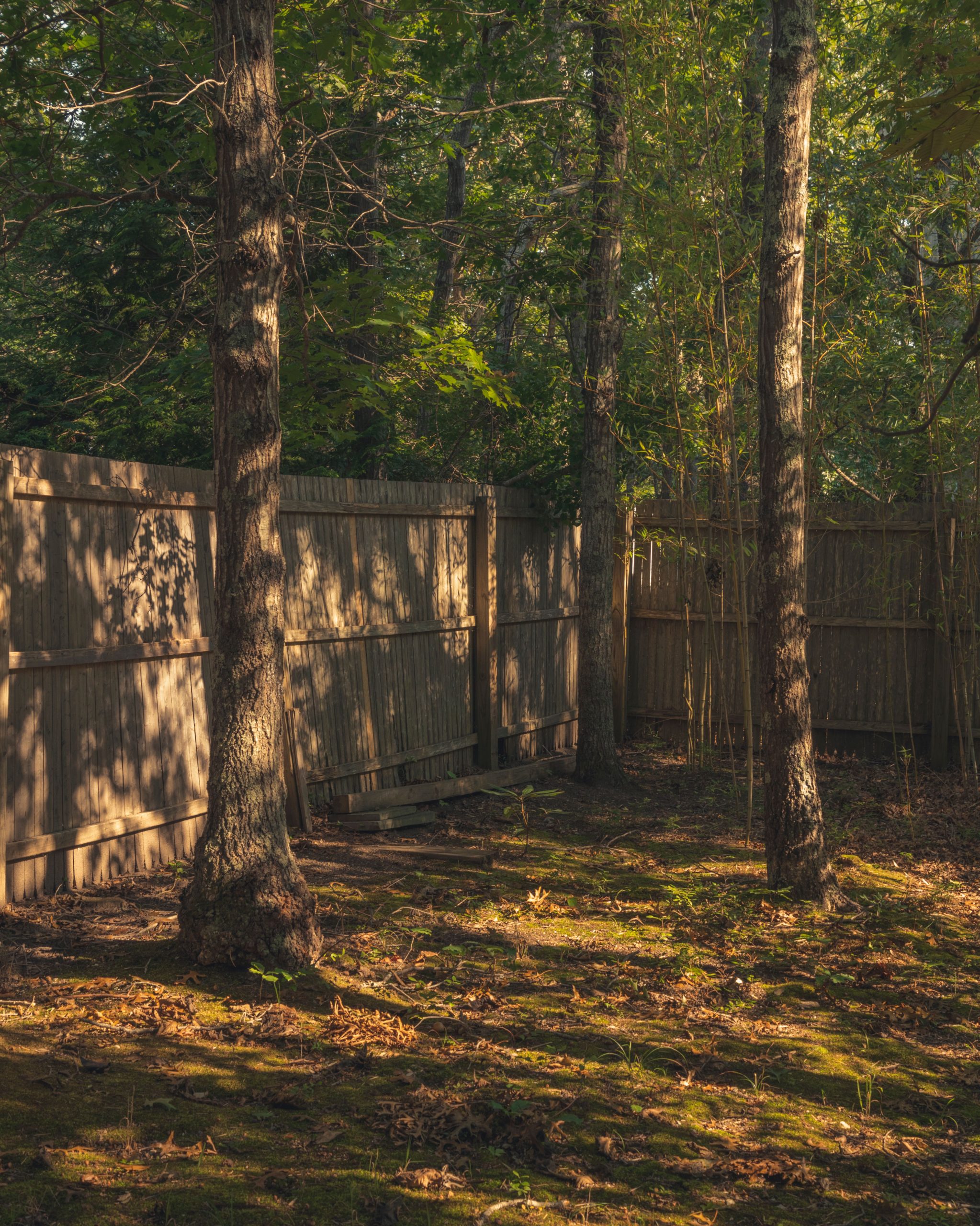 Peaceful backyard scene featuring trees, wooden fence, and dappled sunlight.