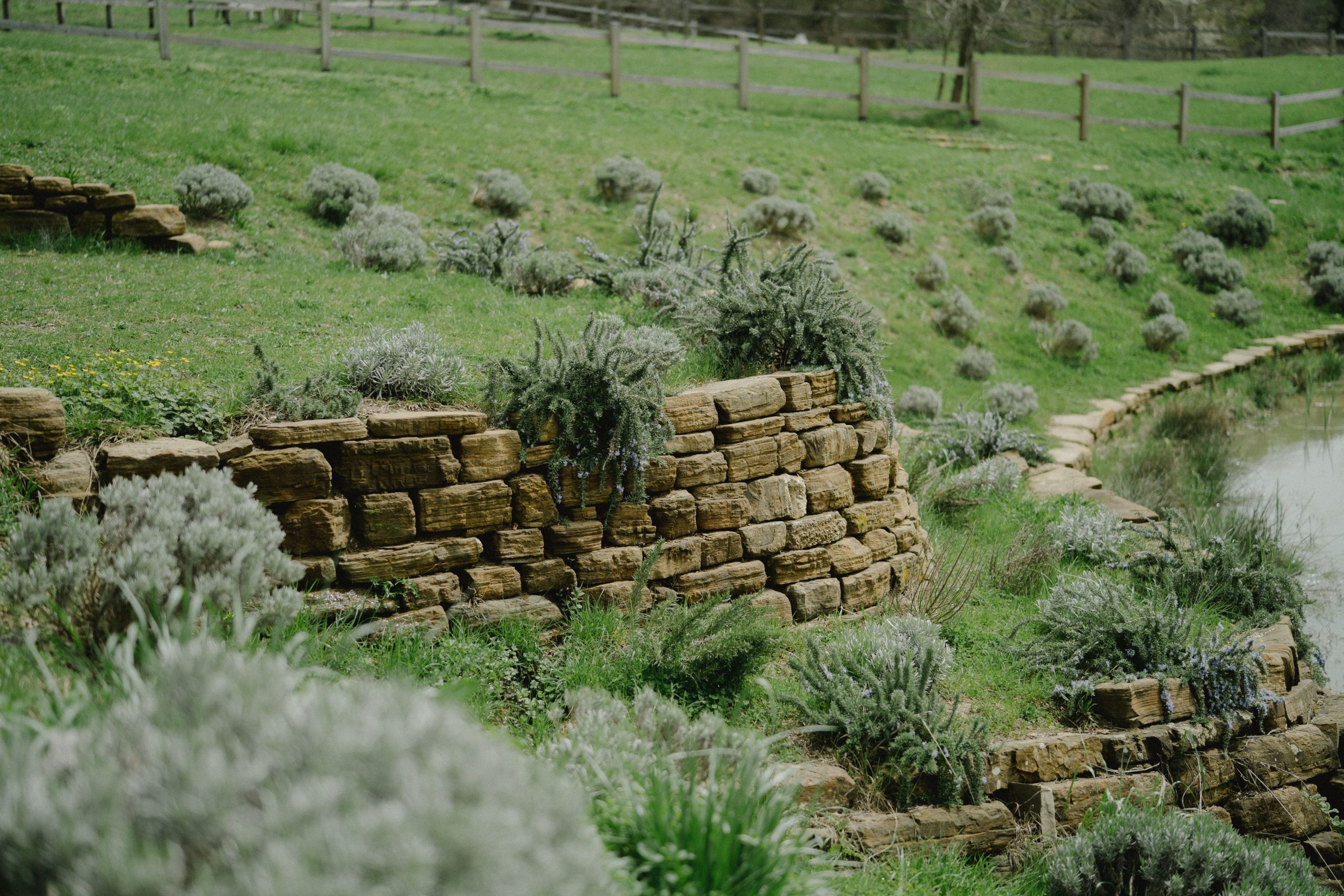 Serene landscape of a stone wall surrounded by greenery and lavender plants.