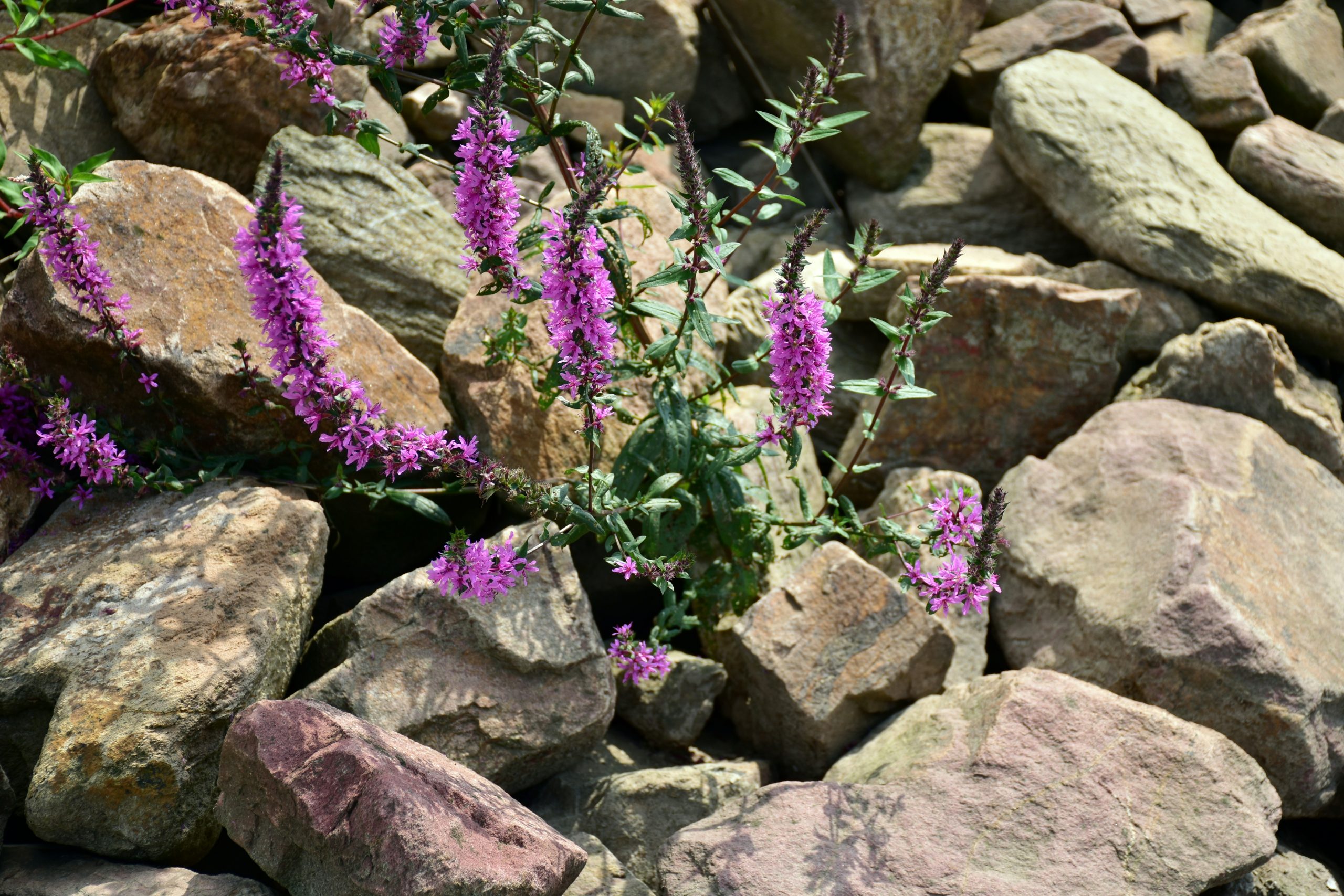 Wild plants and flowers among the rocks (Power of plants)